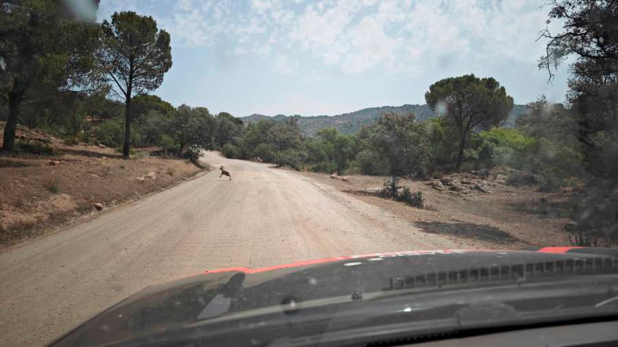 <i>Un ciervo cruza delante del vehículo de Diario JAÉN el 10 de julio, segundo día de canícula. / Diario JAÉN.</i> <i>Un ciervo cruza delante del vehículo de Diario JAÉN el 10 de julio, segundo día de canícula. / Diario JAÉN.</i>
