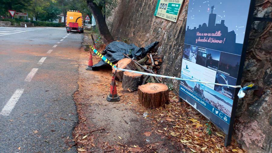 Cae un gran árbol en la carretera del Tranco sin consecuencias en personas y en el tráfico $!Cae un gran árbol en la carretera del Tranco sin consecuencias en personas y en el tráfico