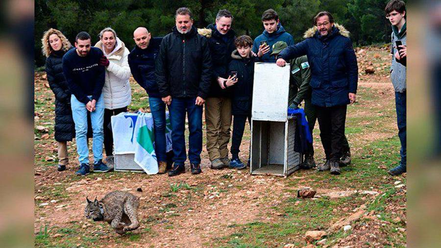 <i>Suelta de un lince en Sierra Arana, en Granada. / Junta de Andalucía.</i> <i>Suelta de un lince en Sierra Arana, en Granada. / Junta de Andalucía.</i>