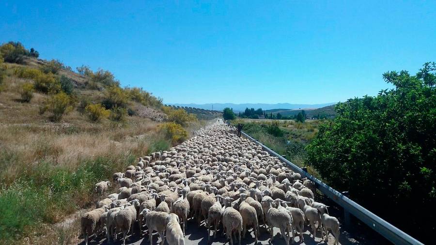 <i>Paso del hato junto al canal de la presa.</i>