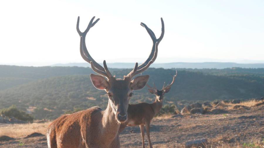 <i>Ciervos en la Sierra de Andújar. / Diario JAÉN.</i> <i>Ciervos en la Sierra de Andújar. / Diario JAÉN.</i>