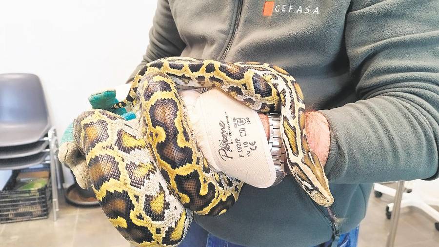 Dos tortugas ucranianas encuentran su refugio en Jaén Dos tortugas ucranianas encuentran su refugio en Jaén