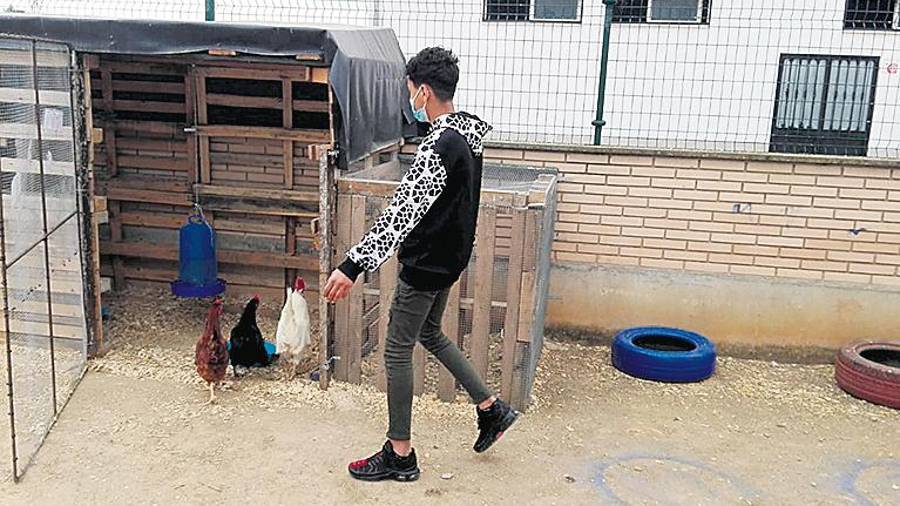 Entre gallos, hortalizas, una radio y el periódico bajo el brazo Entre gallos, hortalizas, una radio y el periódico bajo el brazo