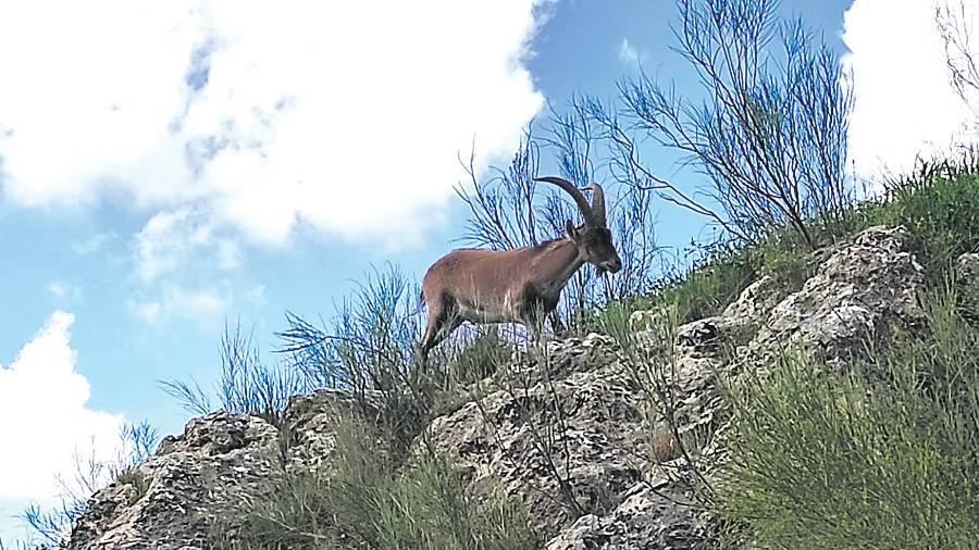 <i>Un macho en las estribaciones de La Peña. / Juan Liébana.</i> <i>Un macho en las estribaciones de La Peña. / Juan Liébana.</i>