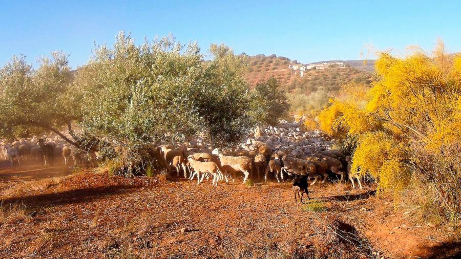 <i>Revuelo en el hato. Los animales querían cambiar de dirección. </i>