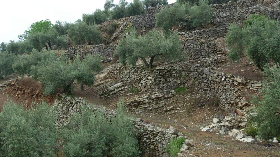 <i>Olivar en terrazas. Los Villares. / Archivo Diario JAÉN.</i> <i>Olivar en terrazas. Los Villares. / Archivo Diario JAÉN.</i>