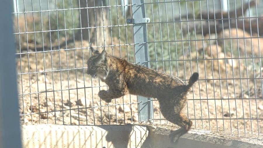 <i>Lince en cautividad en La Aliseda. / Agustín Muñoz /Archivo Diario JAÉN.</i> <i>Lince en cautividad en La Aliseda. / Agustín Muñoz /Archivo Diario JAÉN.</i>