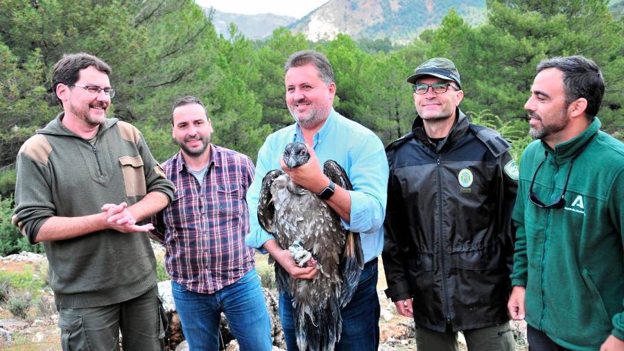 <i>Uno de los quebrantahuesos liberados en el Parque natural de Castril. / Junta de Andalucía vía Europa Press.</i> <i>Uno de los quebrantahuesos liberados en el Parque natural de Castril. / Junta de Andalucía vía Europa Press.</i>