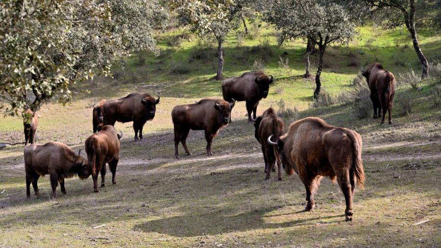 <i>Bisontes europeos, en la Sierra de Andújar. / Juande Ortiz / Europa Press.</i> <i>Bisontes europeos, en la Sierra de Andújar. / Juande Ortiz / Europa Press.</i>