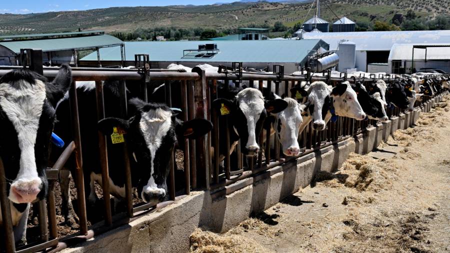 Jiennenses del Año 2023: Levasa, de la vaquería al paladar Jiennenses del Año 2023: Levasa, de la vaquería al paladar
