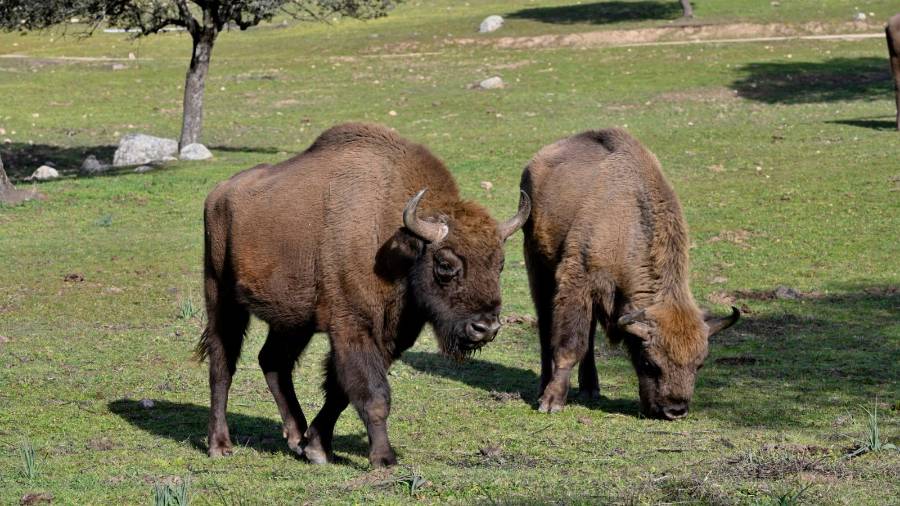 <i>Bisontes pastando en la finca de El Encinarejo, en Andújar. Juande Ortiz. / Europa Press.</i> <i>Bisontes pastando en la finca de El Encinarejo, en Andújar. Juande Ortiz. / Europa Press.</i>