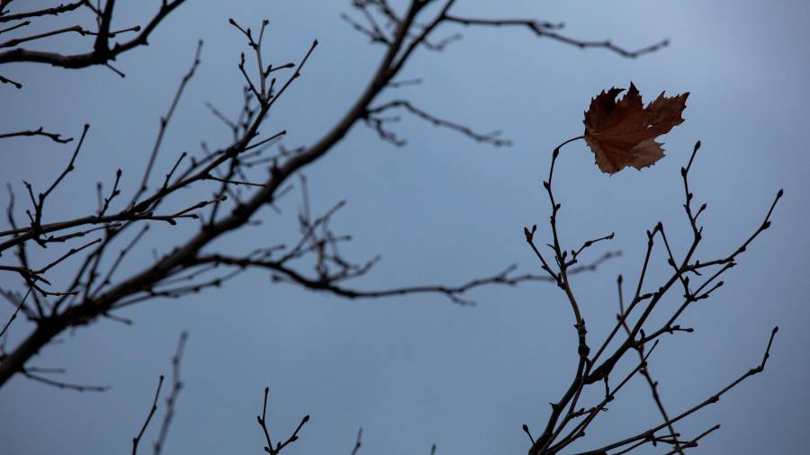 <i>Solitaria hoja en las ramas de un árbol. / Rafael Bastante / Europa Press.</i> <i>Solitaria hoja en las ramas de un árbol. / Rafael Bastante / Europa Press.</i>