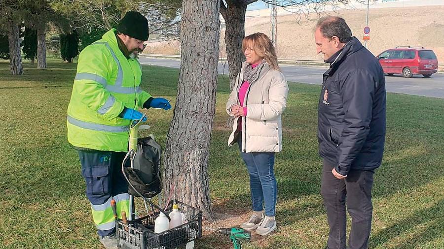 <i>La concejala Mari Carmen Angulo conoce los trabajos preventivos contra la oruga. / Ayuntamiento de Jaén.</i> <i>La concejala Mari Carmen Angulo conoce los trabajos preventivos contra la oruga. / Ayuntamiento de Jaén.</i>