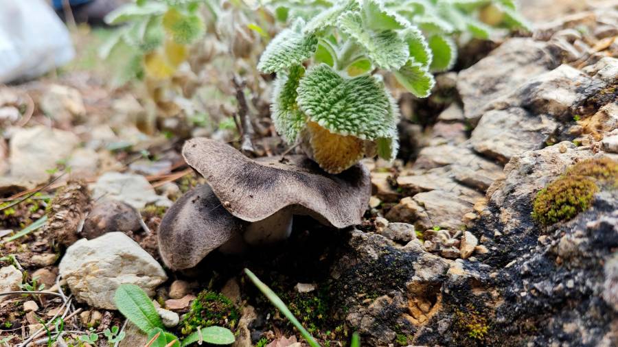 <i><b>CAMPO DE OTOÑO</b></i><i>. Setas de pino o negrillas, en Almicerán.</i> $!<i><b>CAMPO DE OTOÑO</b></i><i>. Setas de pino o negrillas, en Almicerán.</i>