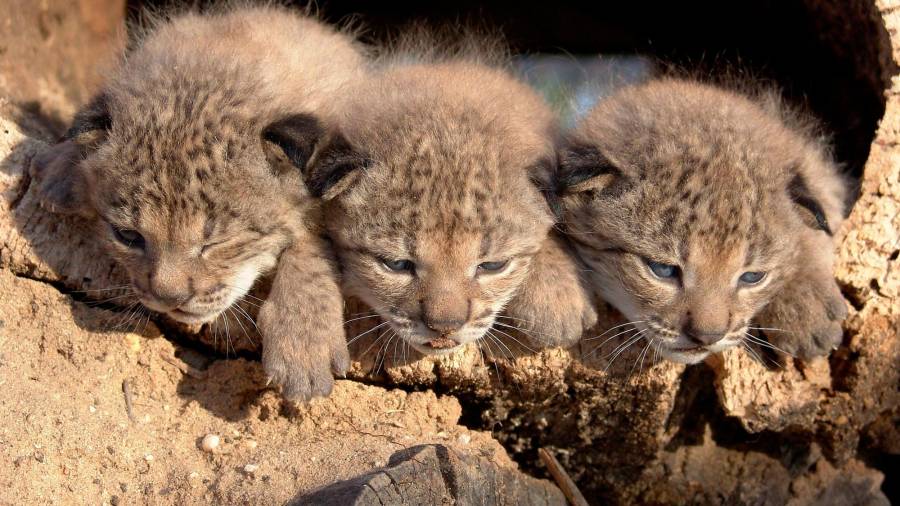 <i>Cachorros de Lince. / Archivo Diario JAÉN.</i> <i>Cachorros de Lince. / Archivo Diario JAÉN.</i>
