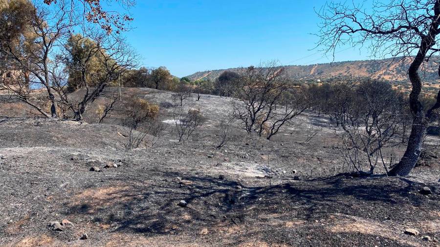 <i>Zonas arrasada por el fuego en el Paraje Los Majuelos. / Imágenes de Laura Díaz Barrio / Diario JAÉN. </i> <i>Zonas arrasada por el fuego en el Paraje Los Majuelos. / Imágenes de Laura Díaz Barrio / Diario JAÉN. </i>