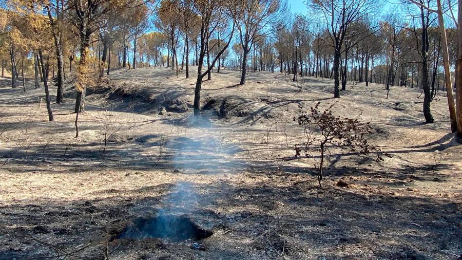 <i>Entorno del embalse del Encinarejo, tras el incendio. / Laura Díaz Barrio / Diario JAÉN. </i> <i>Entorno del embalse del Encinarejo, tras el incendio. / Laura Díaz Barrio / Diario JAÉN. </i>