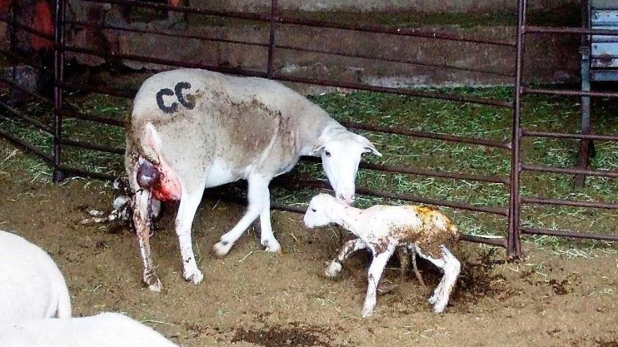 <i>Mientras la madre limpia al segundo, el otro está ya buscado las ubres para mamar.</i> <i>Mientras la madre limpia al segundo, el otro está ya buscado las ubres para mamar.</i>
