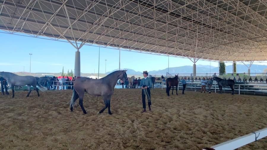 <i>Exhibición en el XXXIII campeonato de Andalucía de caballos de pura raza española. / dIARIO jaén.</i>