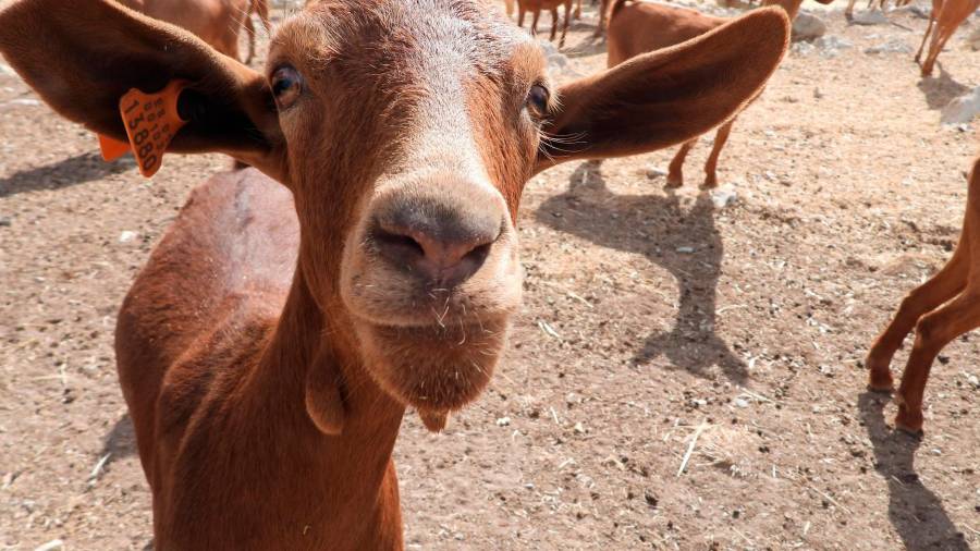 <i>Un rebaño de cabras en Cerezo Gordo (Valdepeñas de Jaén). / Diario JAÉN.</i> <i>Un rebaño de cabras en Cerezo Gordo (Valdepeñas de Jaén). / Diario JAÉN.</i>
