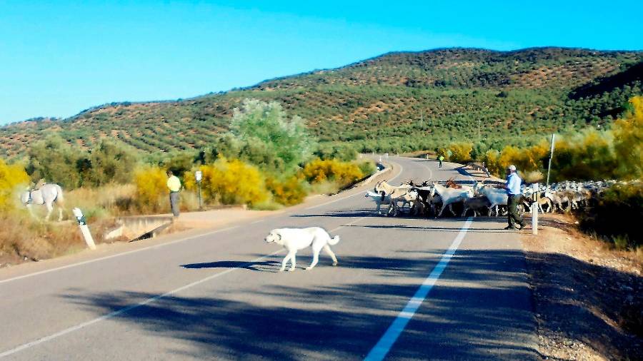 <i>Inicio del cruce de la carretera A-301 (Úbeda – La Carolina).</i> <i>Inicio del cruce de la carretera A-301 (Úbeda – La Carolina).</i>