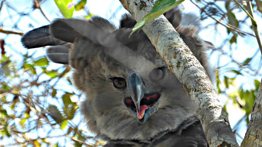 El águila harpía, un animal de grandes dimensiones que muchos confunden con una persona disfrazada El águila harpía, un animal de grandes dimensiones que muchos confunden con una persona disfrazada