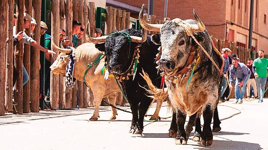<i>Toros ensogaos por una calle de Beas de Segura. / Francisco Juan Torres / Diario JAÉN.</i> <i>Toros ensogaos por una calle de Beas de Segura. / Francisco Juan Torres / Diario JAÉN.</i>
