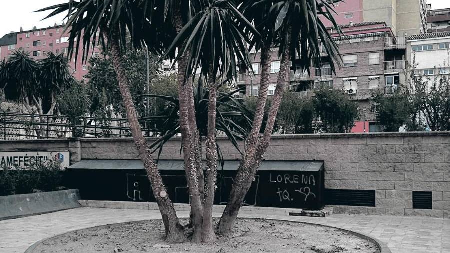 <i>Glorieta con palmeras en la Plaza de Federico García Lorca.</i> <i>Glorieta con palmeras en la Plaza de Federico García Lorca.</i>