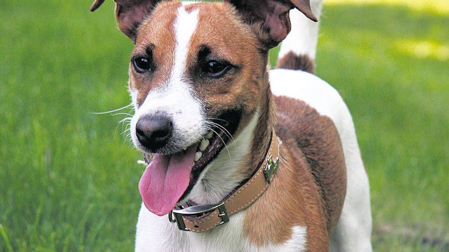 <i>Ejemplar de la raza Jack Russell terrier.</i> <i>Ejemplar de la raza Jack Russell terrier.</i>