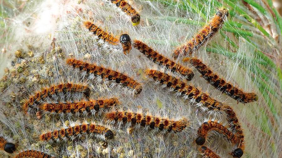 <i>Orugas de los prados en su telaraña. / Europa Press.</i> <i>Orugas de los prados en su telaraña. / Europa Press.</i>