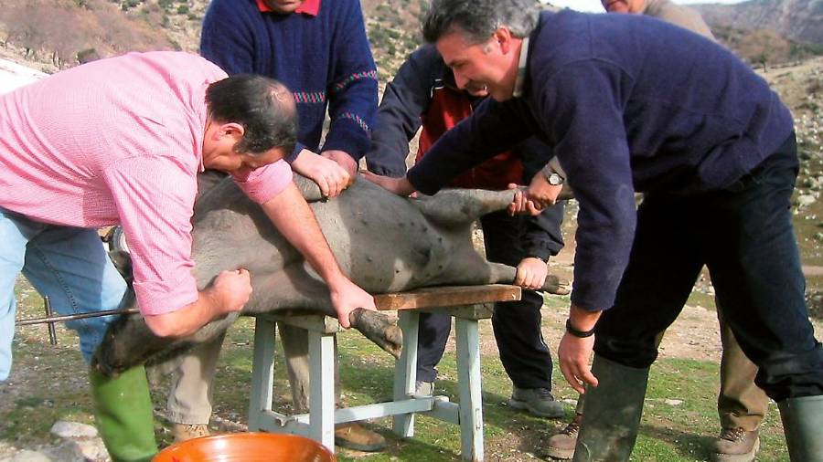 La extinción de la tradicional matanza La extinción de la tradicional matanza