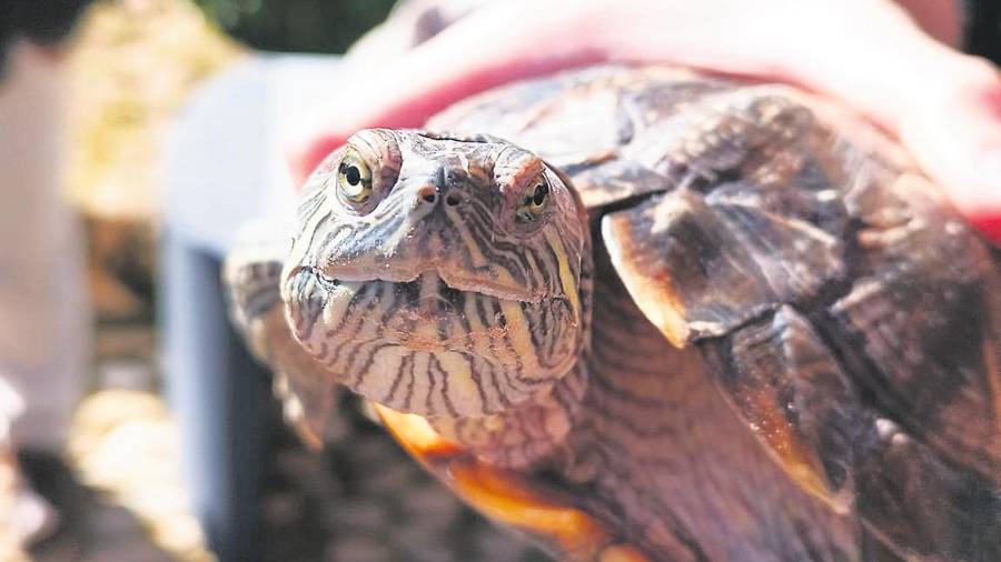 Dos tortugas ucranianas encuentran su refugio en Jaén Dos tortugas ucranianas encuentran su refugio en Jaén