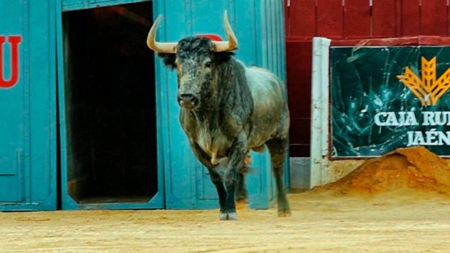 Los toros de Victorino Martín están preparados para el día de San Lucas $!Los toros de Victorino Martín están preparados para el día de San Lucas