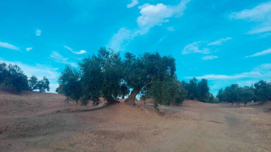<i>OLivar en la campiña jiennense. / Miguel Ortega / Diario JAÉN.</i> <i>OLivar en la campiña jiennense. / Miguel Ortega / Diario JAÉN.</i>