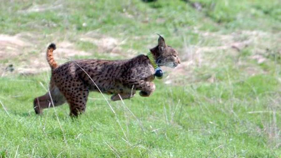 <i>Lince en el área del Guarrizas. / Archivo Diario JAÉN.</i> <i>Lince en el área del Guarrizas. / Archivo Diario JAÉN.</i>