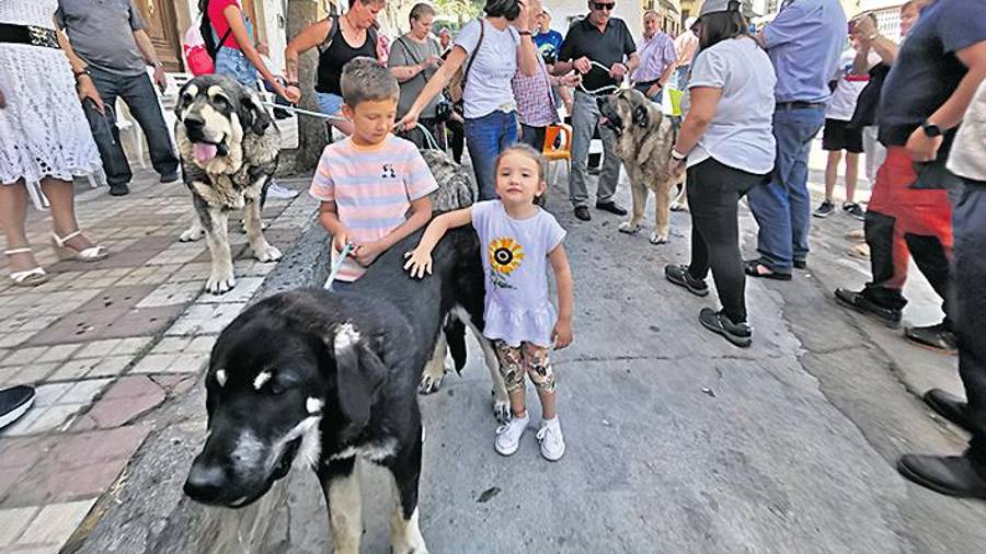 <i>Un ejemplar de mastín presentado en la feria.</i> <i>Un ejemplar de mastín presentado en la feria.</i>