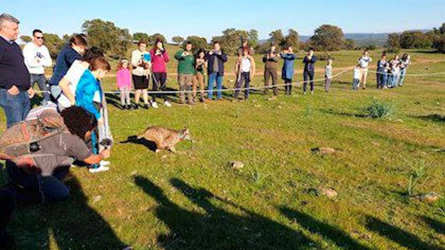 Suelta de dos nuevos ejemplares de lince ibérico en Guarrizas Suelta de dos nuevos ejemplares de lince ibérico en Guarrizas