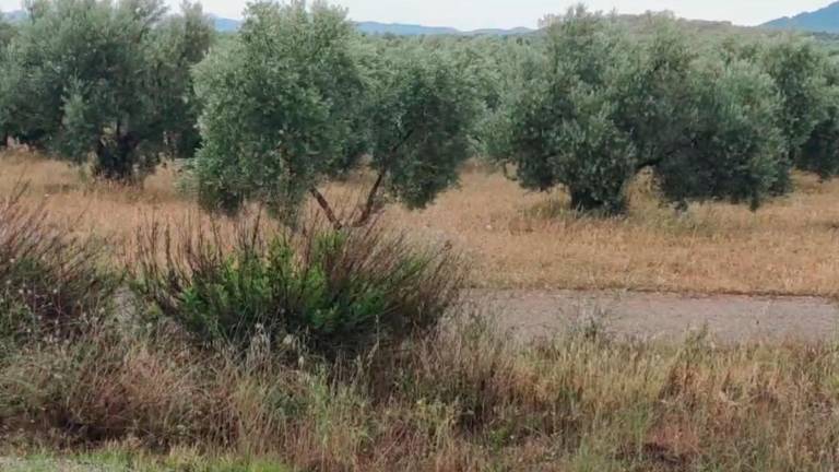 Olivar jiennense agradecido tras el riego de la lluvia Olivar jiennense agradecido tras el riego de la lluvia