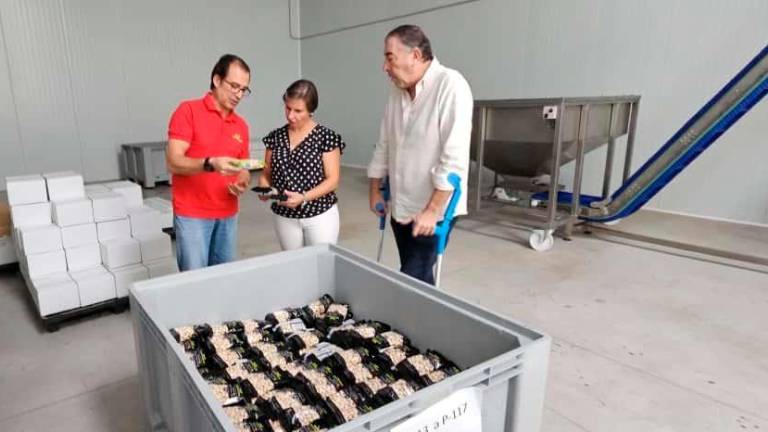 El pistacho se convierte en el tercer cultivo en la provincia de Jaén El pistacho se convierte en el tercer cultivo en la provincia de Jaén