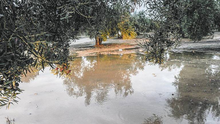 Unas lluvias primaverales para levantar el sector oleícola Unas lluvias primaverales para levantar el sector oleícola