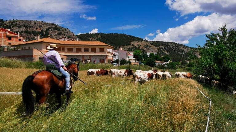 Feria de la Trashumancia (y X): Trashumancia de cabestros de ganado bravo del campo a Santiago de la Espada Feria de la Trashumancia (y X): Trashumancia de cabestros de ganado bravo del campo a Santiago de la Espada