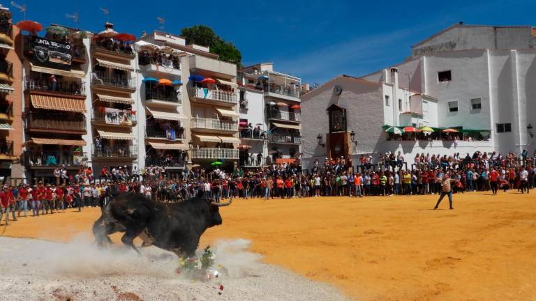Gran entrada de las reses bravas a la Plaza San Marcos de Beas de Segura Gran entrada de las reses bravas a la Plaza San Marcos de Beas de Segura
