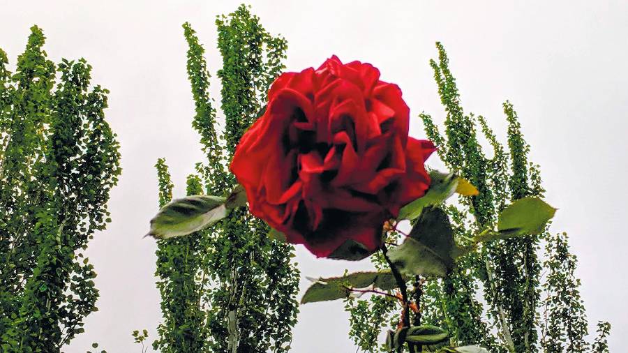 <i><b>SIN PALABRAS</b></i><i>. Una rosa y un beso.</i> $!<i><b>SIN PALABRAS</b></i><i>. Una rosa y un beso.</i>