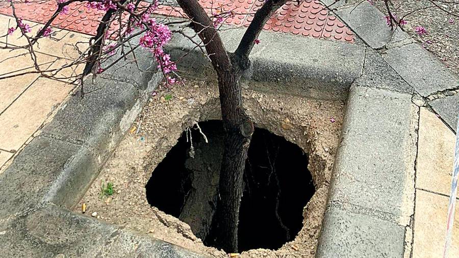 <i><b>10 MARZO</b></i><i>. El árbol de Judas “tragado”.</i> $!<i><b>10 MARZO</b></i><i>. El árbol de Judas “tragado”.</i>