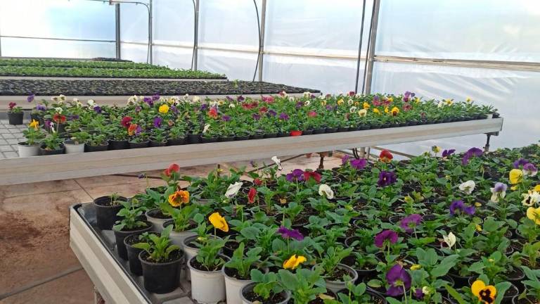 Las calles y plazas de Jaén se engalanarán con 36.000 plantas Las calles y plazas de Jaén se engalanarán con 36.000 plantas