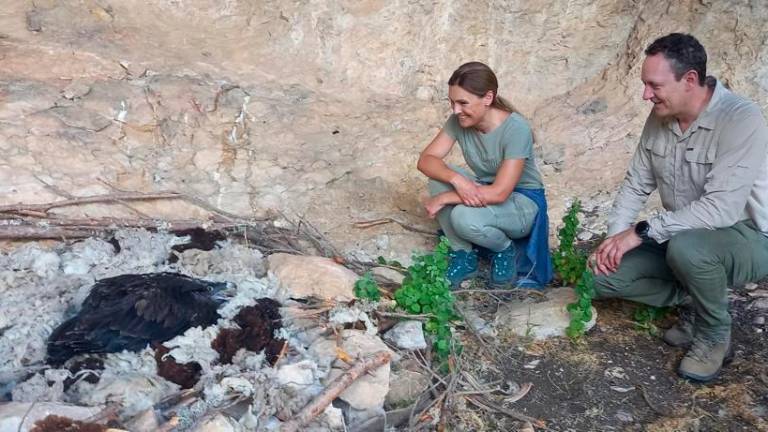 Cazorla lidera la reintroducción del quebrantahuesos en Europa Cazorla lidera la reintroducción del quebrantahuesos en Europa