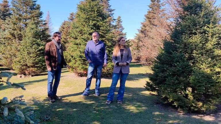 Impulso a la conservación de un bosquete de pinsapos localizado en Úbeda Impulso a la conservación de un bosquete de pinsapos localizado en Úbeda