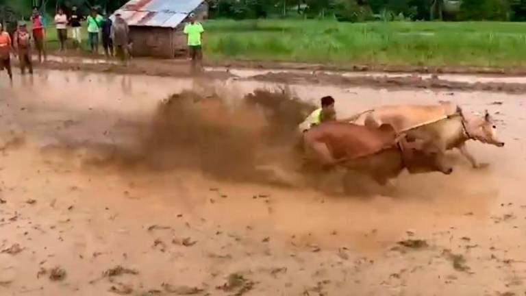 Espectaculares carreras de vacas en canales de Sumatra Espectaculares carreras de vacas en canales de Sumatra