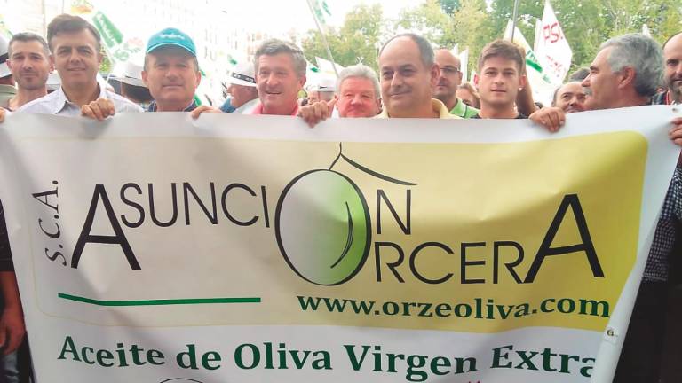 El olivar se levanta por el bajo precio del aceite El olivar se levanta por el bajo precio del aceite
