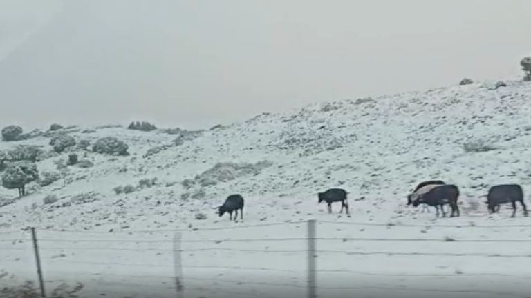 Nieve en los Campos de Hernán Pelea, en Santiago-Pontones Nieve en los Campos de Hernán Pelea, en Santiago-Pontones
